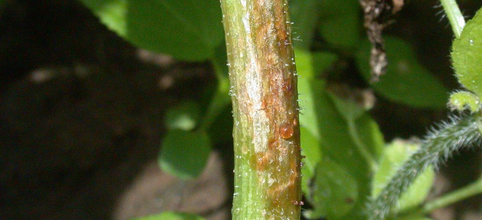 Gummy stem blight symptoms and control in watermelon crop