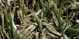 Identification and control of downy mildew disease in onion crop