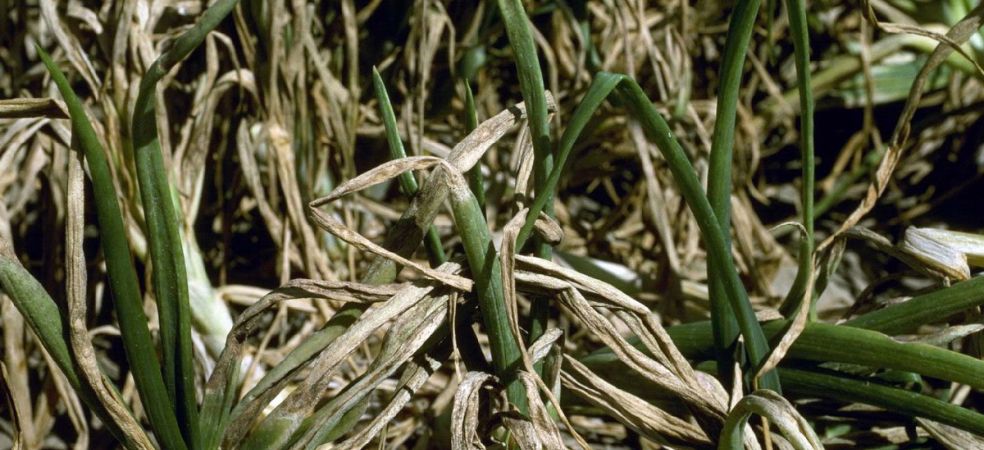 Identification and control of downy mildew disease in onion crop