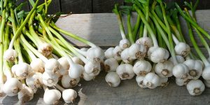 How to grow good garlic bulbs