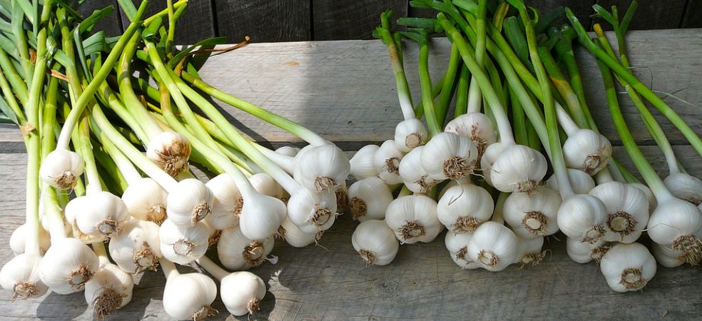 How to grow good garlic bulbs