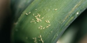 Thrips damage and management in Garlic Crop