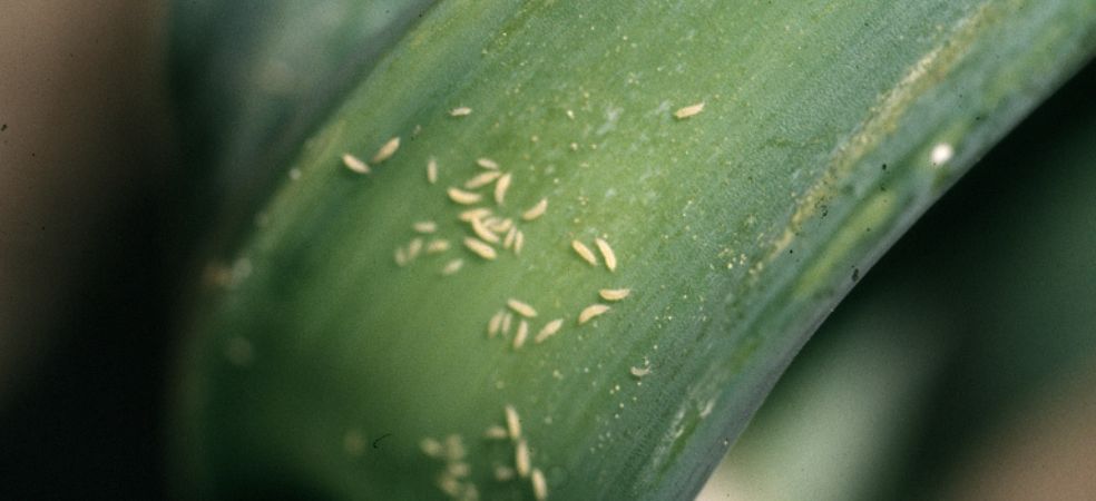 Thrips damage and management in Garlic Crop