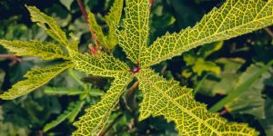 Symptoms and control of yellow vein mosaic virus in okra crop