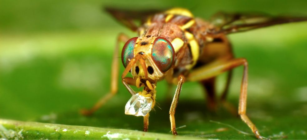 Damage and control measure of fruit fly in watermelon