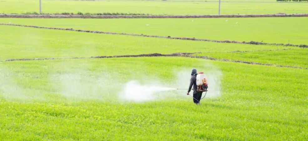 Pre-emergence weed management in summer paddy!