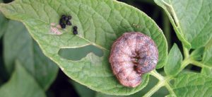 Symptoms and control measures of cutworm in potato crop