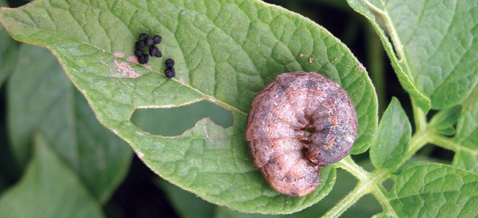 Symptoms and control measures of cutworm in potato crop