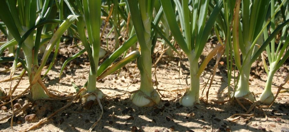 Symptoms of Micronutrient Deficiency in Onions