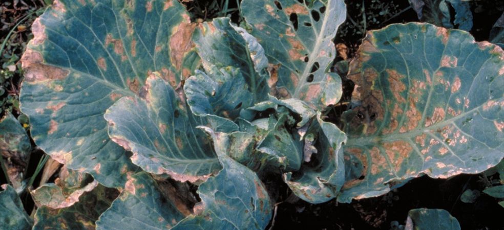 Symptoms and control of downy mildew disease in cabbage crop