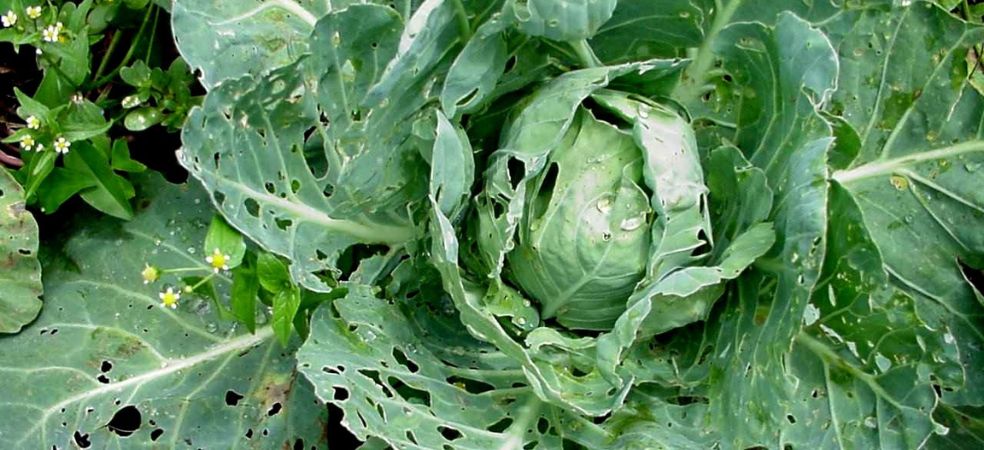 Symptoms and control of Diamond back moth in cabbage crop