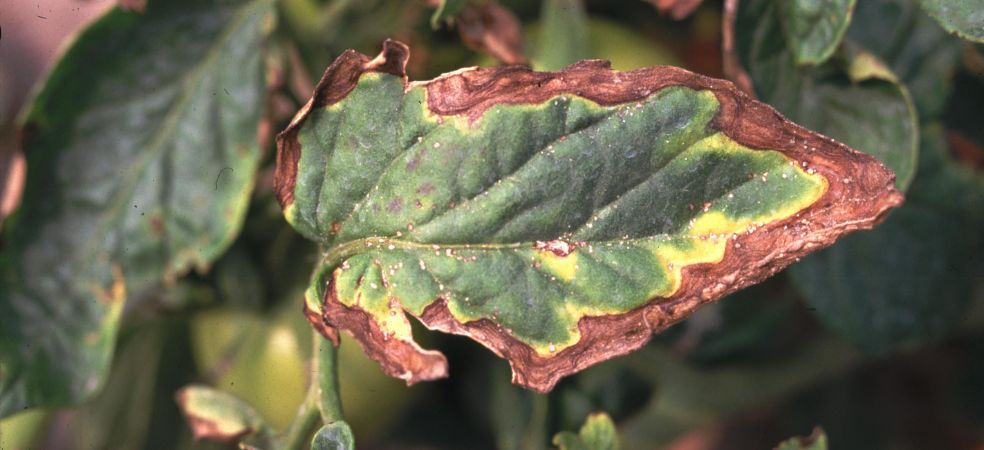 Symptoms and control of bacterial leaf spot disease in tomato