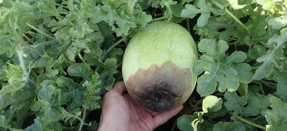 Symptoms and control of blossom end rot in watermelon crop