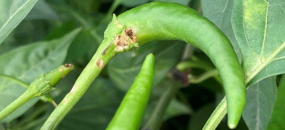 Damage and control of pod borer in chilli