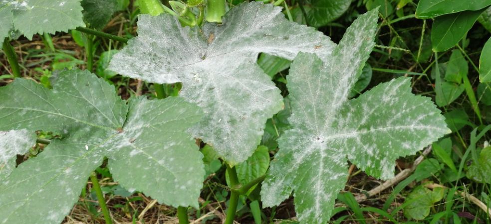 Identification and control of powdery mildew disease in okra crop