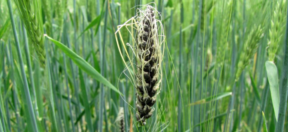 Symptoms and control of loose smut in wheat crop