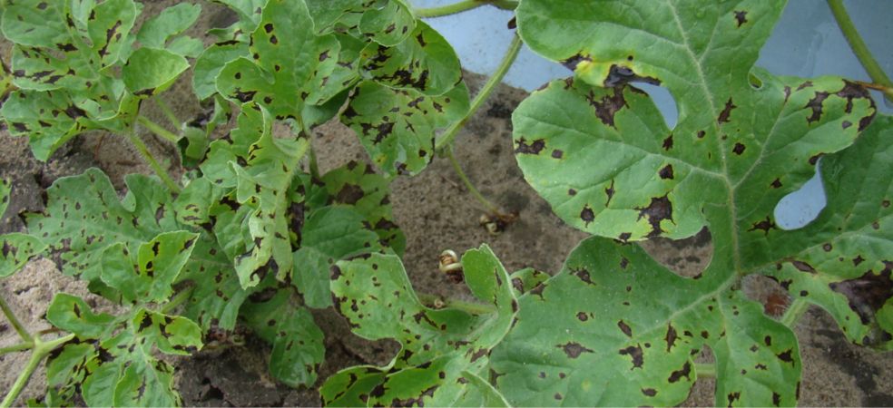 Symptoms and control of anthracnose disease in watermelon