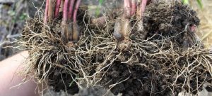 Know the reasons for premature tuber sprouting in the main field in garlic crop