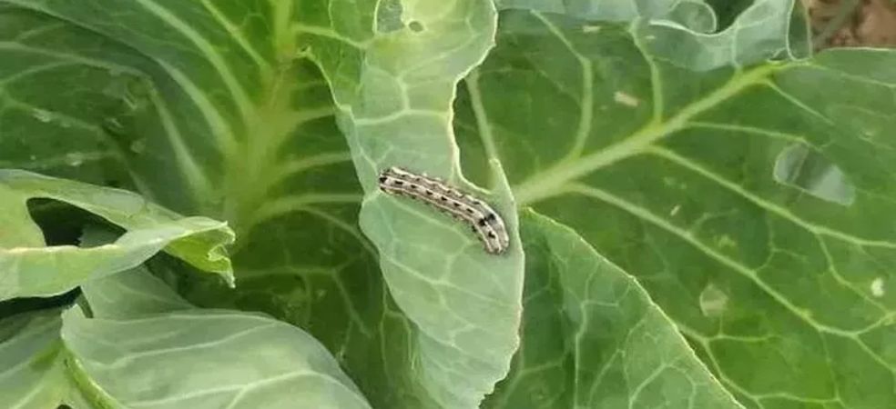 Identification and control of tobacco caterpillar in cauliflower