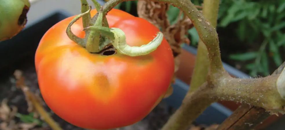 Damage and control of fruit borer in tomato crop