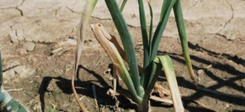 Symptoms and prevention of basal rot problem in onions