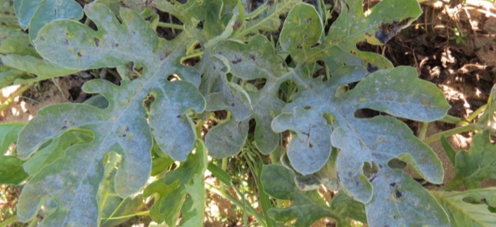 Symptoms and control of powdery mildew disease in watermelon