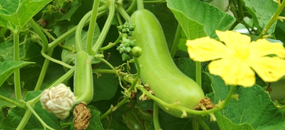 Know the reasons and prevention measure for small fruits dropping in gourd crop