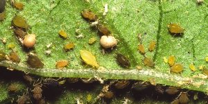 Symptoms and control of aphids in watermelon crop