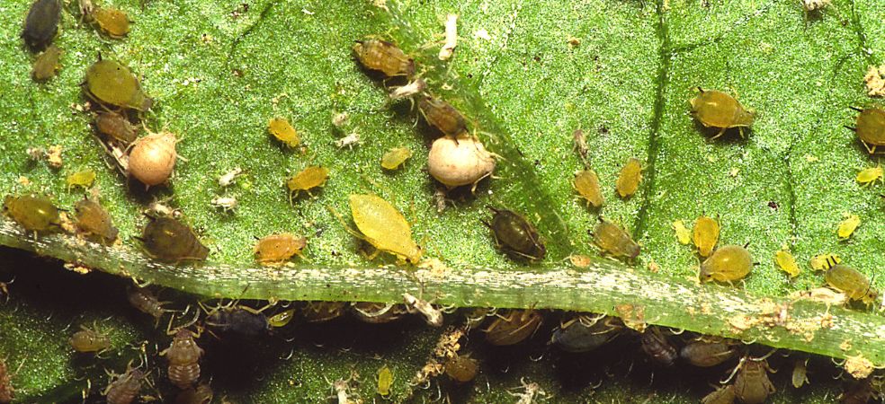 Symptoms and control of aphids in watermelon crop