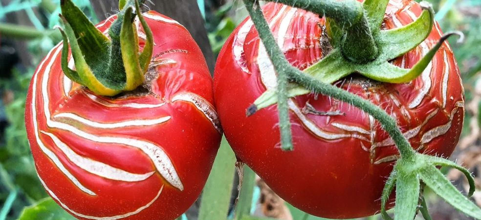 Causes and diagnosis of fruit cracking in tomato crop