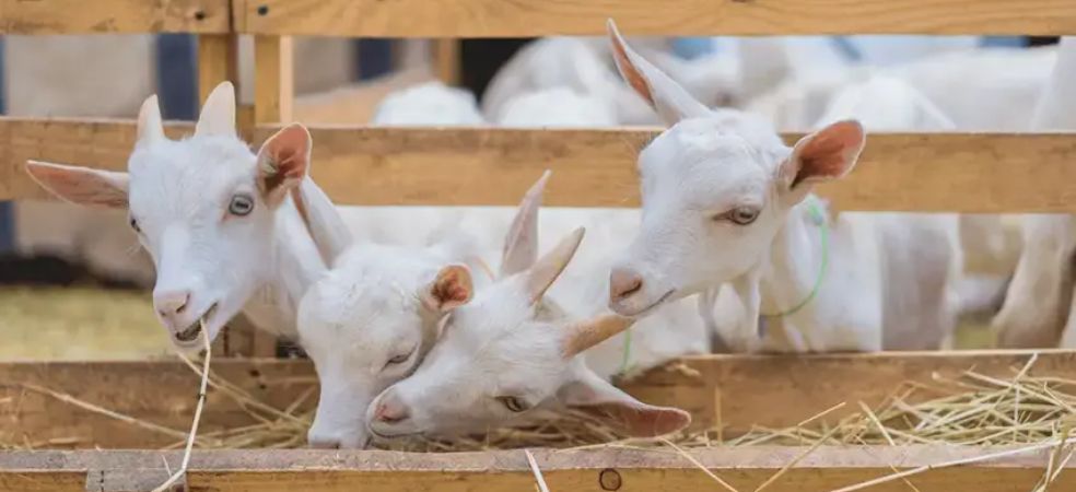 Get a loan on a huge subsidy from bank for goat farming