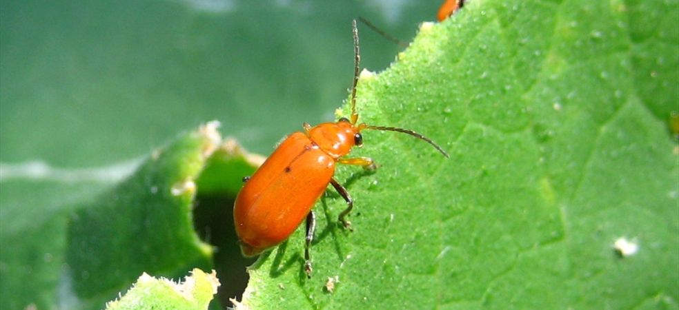 Damage caused by red pumpkin beetle in watermelon and preventive measures