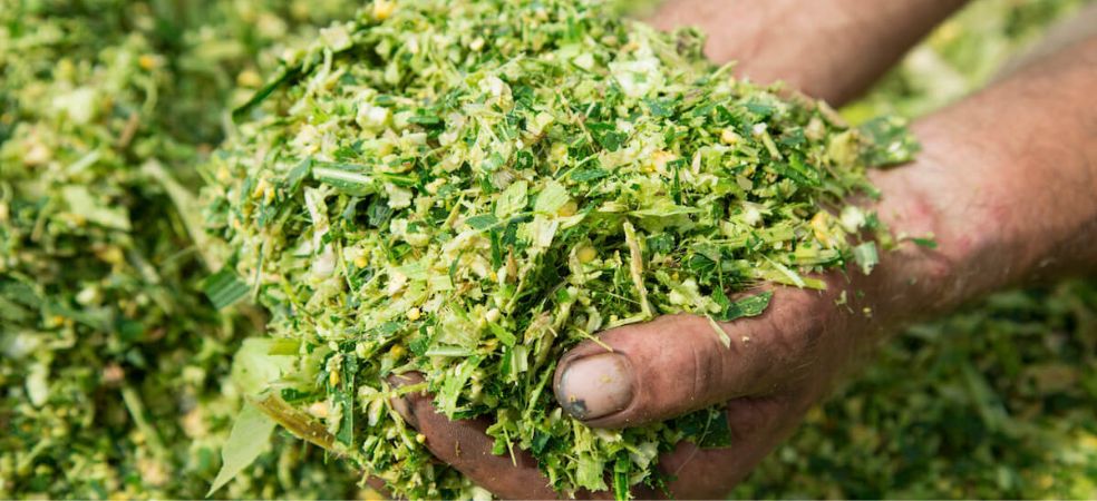 Supply green fodder from silage for animal feed in summer