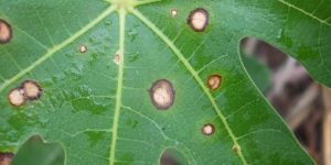 Symptoms and control measures of Cercospora leaf spot disease in okra crop