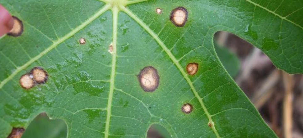 Symptoms and control measures of Cercospora leaf spot disease in okra crop