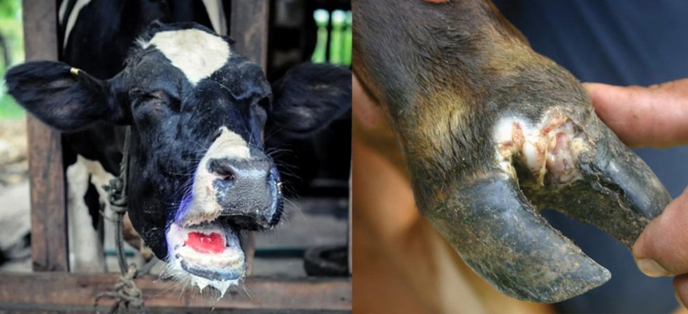 Identify foot and mouth disease in animals by its symptoms