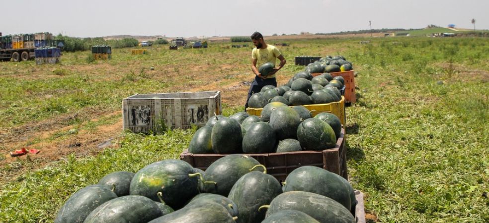 Best time to harvest fruit in watermelon crop