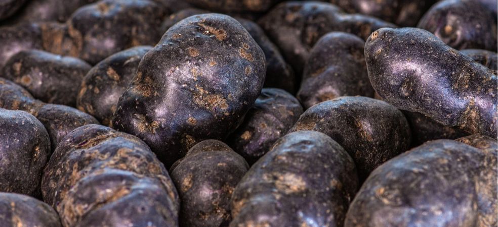 America's black potato is earning lakhs to Indian farmers