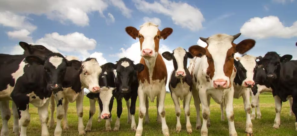 Government will give 1500 cows for free