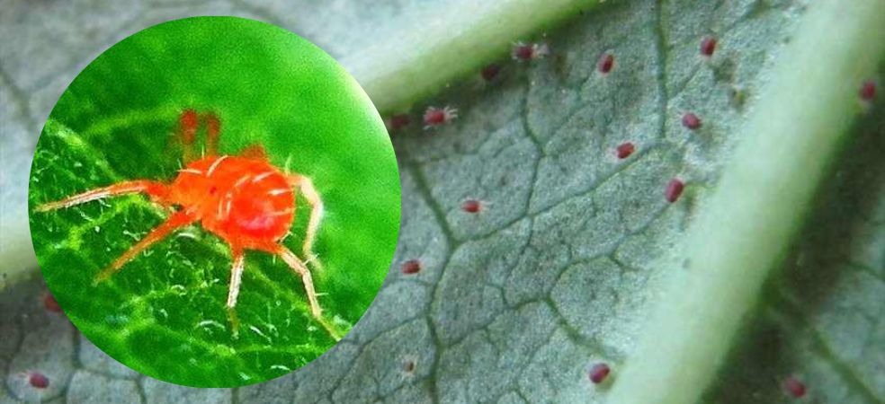 Identification of red spider mites in cucurbit crops