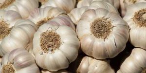 garlic mandi rate