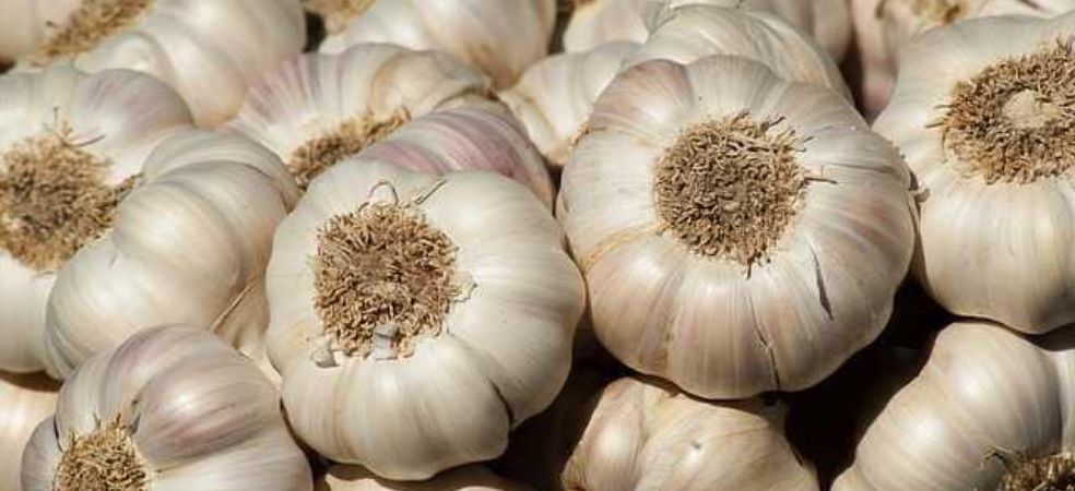 garlic mandi rate