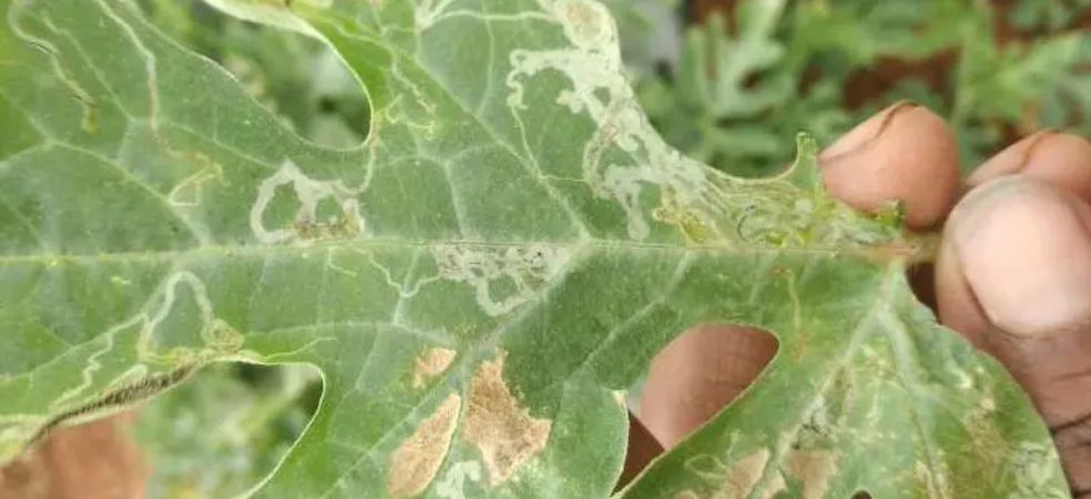 Symptoms and control of leaf miner in tomato crop