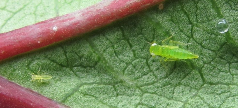 Symptoms and control of jassids in okra crop