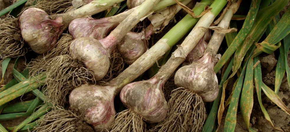 Precautions to be taken while digging in garlic crop