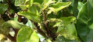 Symptoms of major pests in citrus crop