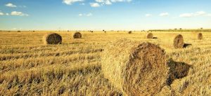 How to manage crop residue after harvest