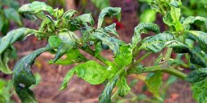 Know how to save chilli crop from mite attack
