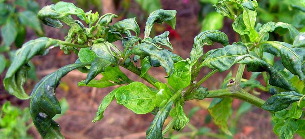 Know how to save chilli crop from mite attack