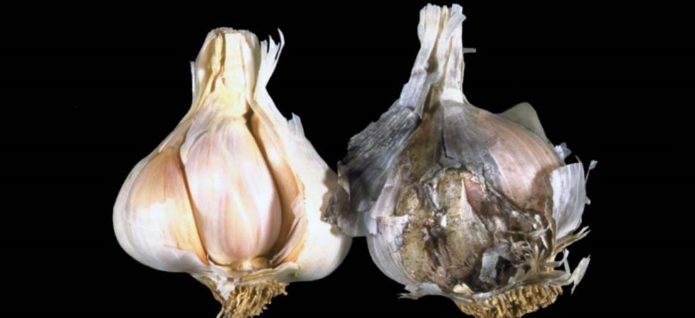 Know how to protect garlic crop from black mold during storage